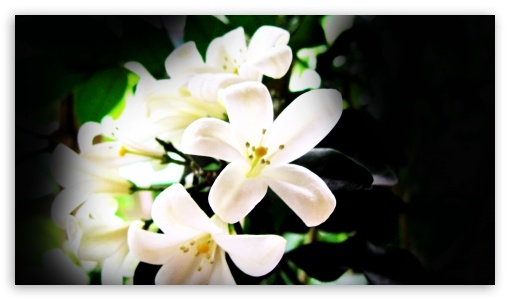 white jasmines UltraHD Wallpaper for 8K UHD TV 16:9 Ultra High Definition 2160p 1440p 1080p 900p 720p ;
