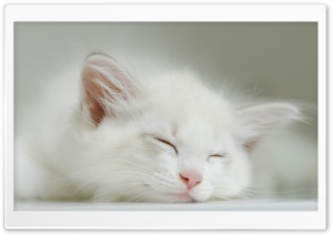 White Kitten Sleeping Ultra HD Wallpaper for 4K UHD Widescreen desktop, tablet & smartphone
