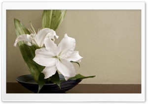 White Lilies Arrangement Ultra HD Wallpaper for 4K UHD Widescreen desktop, tablet & smartphone