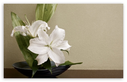 White Lilies Arrangement UltraHD Wallpaper for UHD 16:9 2160p 1440p 1080p 900p 720p ; 8K UHD TV 16:9 Ultra High Definition 2160p 1440p 1080p 900p 720p ; Widescreen 16:10 5:3 WHXGA WQXGA WUXGA WXGA WGA ; Fullscreen 4:3 5:4 3:2 UXGA XGA SVGA QSXGA SXGA DVGA HVGA HQVGA ( Apple PowerBook G4 iPhone 4 3G 3GS iPod Touch ) ; Tablet 1:1 ; Mobile 3:5 3:4 - ;