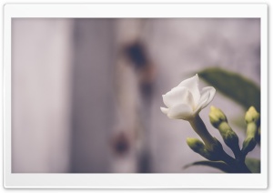White Lily Ultra HD Wallpaper for 4K UHD Widescreen desktop, tablet & smartphone