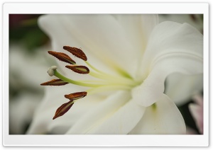 White Lily Flower Macro Ultra HD Wallpaper for 4K UHD Widescreen desktop, tablet & smartphone