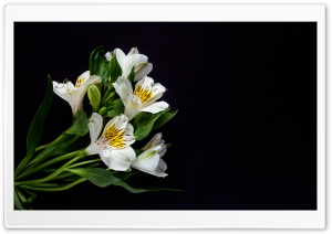 White Lily Flowers, Black Background 4K UHD Wallpaper for Widescreen and UltraWide Desktop, UltraHD TV, Smartphone, Tablet