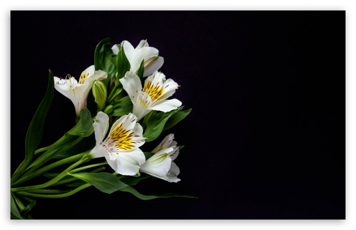 White Lily Flowers, Black Background UltraHD Wallpaper for UHD 16:9 ; HD 16:9 ; UltraWide 21:9 24:10 ; Widescreen 16:10 5:3 ; Fullscreen 4:3 5:4 3:2 ; Tablet 1:1 ; Mobile 9:16 9:19.5 9:20 9:21 9:22 10:16 2:3 3:5 3:4 ; Dual 4:3 5:4 ;