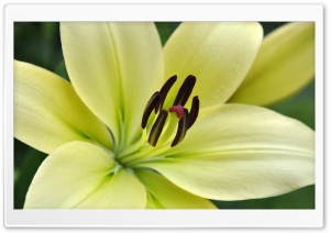White Lily Macro Ultra HD Wallpaper for 4K UHD Widescreen desktop, tablet & smartphone