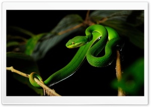 White-lipped Pit Viper Snake Ultra HD Wallpaper for 4K UHD Widescreen desktop, tablet & smartphone