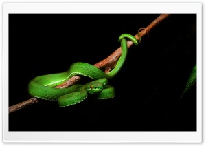 White Lipped Pit Viper Venomous Snake Male, Tree Branch Ultra HD Wallpaper for 4K UHD Widescreen desktop, tablet & smartphone