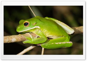 White-Lipped Tree Frog Ultra HD Wallpaper for 4K UHD Widescreen desktop, tablet & smartphone