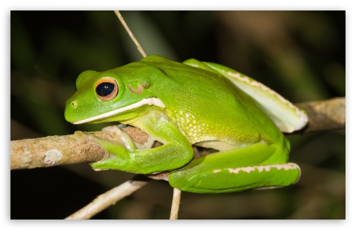 White-Lipped Tree Frog UltraHD Wallpaper for 8K UHD TV 16:9 Ultra High Definition 2160p 1440p 1080p 900p 720p ; Widescreen 16:10 5:3 WHXGA WQXGA WUXGA WXGA WGA ; Fullscreen 4:3 5:4 3:2 UXGA XGA SVGA QSXGA SXGA DVGA HVGA HQVGA ( Apple PowerBook G4 iPhone 4 3G 3GS iPod Touch ) ;