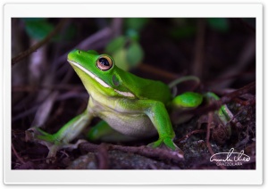 White-lipped Tree Frog Macro Ultra HD Wallpaper for 4K UHD Widescreen desktop, tablet & smartphone