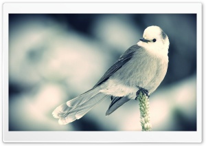White Little Bird Ultra HD Wallpaper for 4K UHD Widescreen desktop, tablet & smartphone