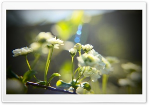White Little Flowers Ultra HD Wallpaper for 4K UHD Widescreen desktop, tablet & smartphone