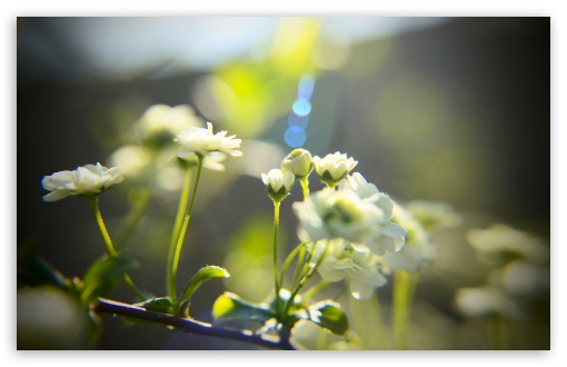 White Little Flowers UltraHD Wallpaper for UHD 16:9 2160p 1440p 1080p 900p 720p ; 8K UHD TV 16:9 Ultra High Definition 2160p 1440p 1080p 900p 720p ; Widescreen 16:10 5:3 WHXGA WQXGA WUXGA WXGA WGA ; Fullscreen 3:2 DVGA HVGA HQVGA ( Apple PowerBook G4 iPhone 4 3G 3GS iPod Touch ) ;