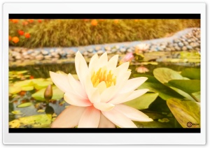 WHITE LOTUS Ultra HD Wallpaper for 4K UHD Widescreen desktop, tablet & smartphone