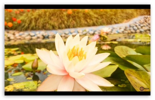 WHITE LOTUS UltraHD Wallpaper for HD 16:9 ; Widescreen 16:10 5:3 ; Fullscreen 4:3 5:4 3:2 ; Tablet 1:1 ; Dual 4:3 5:4 ;