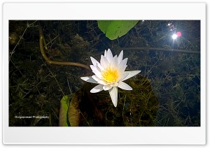 white lotus 4K UHD Wallpaper for Widescreen and UltraWide Desktop, UltraHD TV, Smartphone, Tablet
