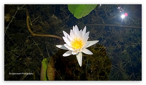 white lotus UltraHD Wallpaper for HD 16:9 ;