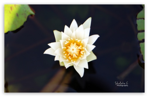 White Lotus UltraHD Wallpaper for UHD 16:9 2160p 1440p 1080p 900p 720p ; 8K UHD TV 16:9 Ultra High Definition 2160p 1440p 1080p 900p 720p ; Widescreen 16:10 5:3 WHXGA WQXGA WUXGA WXGA WGA ; Fullscreen 4:3 5:4 3:2 UXGA XGA SVGA QSXGA SXGA DVGA HVGA HQVGA ( Apple PowerBook G4 iPhone 4 3G 3GS iPod Touch ) ; Tablet 1:1 ; Mobile 3:5 3:4 - ;