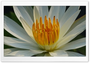 White Lotus Ultra HD Wallpaper for 4K UHD Widescreen desktop, tablet & smartphone