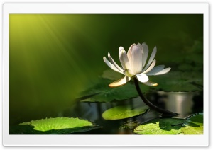 White Lotus Flower Ultra HD Wallpaper for 4K UHD Widescreen desktop, tablet & smartphone