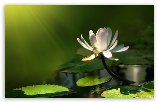 White Lotus  Flowers  Nature Background Wallpapers on Desktop Nexus  Image 2108812