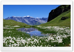 White Mountain Flowers Ultra HD Wallpaper for 4K UHD Widescreen desktop, tablet & smartphone