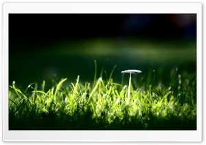 White Mushroom Ultra HD Wallpaper for 4K UHD Widescreen desktop, tablet & smartphone