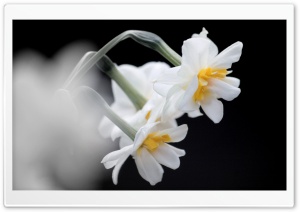 White Narcissus Ultra HD Wallpaper for 4K UHD Widescreen desktop, tablet & smartphone