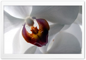 White Orchid Ultra HD Wallpaper for 4K UHD Widescreen desktop, tablet & smartphone