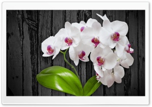 White Orchid Flower Ultra HD Wallpaper for 4K UHD Widescreen desktop, tablet & smartphone