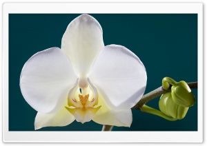 White Orchid Flower, Buds, Macro Ultra HD Wallpaper for 4K UHD Widescreen desktop, tablet & smartphone