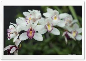 White Orchid Flowers Ultra HD Wallpaper for 4K UHD Widescreen desktop, tablet & smartphone