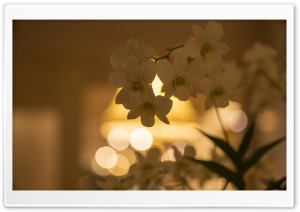 White Orchid Flowers Bokeh Ultra HD Wallpaper for 4K UHD Widescreen desktop, tablet & smartphone