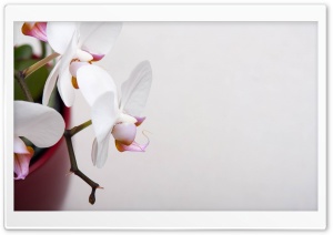 White Orchidee Ultra HD Wallpaper for 4K UHD Widescreen desktop, tablet & smartphone