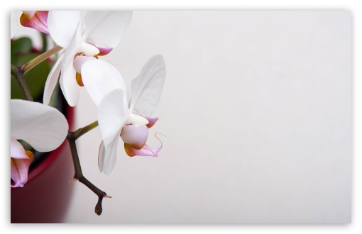 White Orchidee UltraHD Wallpaper for Wide 16:10 5:3 Widescreen WHXGA WQXGA WUXGA WXGA WGA ; 8K UHD TV 16:9 Ultra High Definition 2160p 1440p 1080p 900p 720p ; UHD 16:9 2160p 1440p 1080p 900p 720p ; Standard 4:3 5:4 3:2 Fullscreen UXGA XGA SVGA QSXGA SXGA DVGA HVGA HQVGA ( Apple PowerBook G4 iPhone 4 3G 3GS iPod Touch ) ; Smartphone 5:3 WGA ; Tablet 1:1 ; iPad 1/2/Mini ; Mobile 4:3 5:3 3:2 16:9 5:4 - UXGA XGA SVGA WGA DVGA HVGA HQVGA ( Apple PowerBook G4 iPhone 4 3G 3GS iPod Touch ) 2160p 1440p 1080p 900p 720p QSXGA SXGA ;