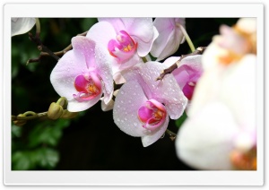 White Orchids Ultra HD Wallpaper for 4K UHD Widescreen desktop, tablet & smartphone