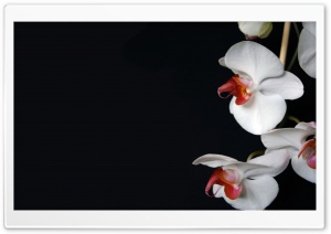 White Orchids Black Ultra HD Wallpaper for 4K UHD Widescreen desktop, tablet & smartphone