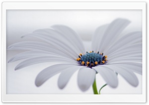 White Osteospermum Flower Ultra HD Wallpaper for 4K UHD Widescreen desktop, tablet & smartphone
