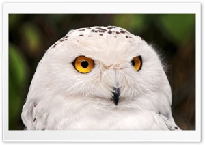 White Owl Ultra HD Wallpaper for 4K UHD Widescreen desktop, tablet & smartphone