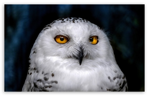 White Owl Bird Portrait UltraHD Wallpaper for UHD 16:9 ; HD 16:9 ; UltraWide 21:9 24:10 ; Widescreen 16:10 5:3 ; Fullscreen 4:3 5:4 3:2 ; Tablet 1:1 ; Mobile 9:16 9:19.5 9:20 10:16 2:3 3:5 3:4 ; Dual 4:3 5:4 ;