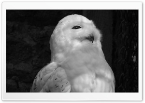 White Owl Black and White Ultra HD Wallpaper for 4K UHD Widescreen desktop, tablet & smartphone