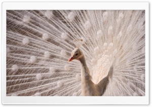 White Peacock Ultra HD Wallpaper for 4K UHD Widescreen desktop, tablet & smartphone