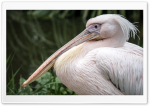 White Pelican Bird Close-up Ultra HD Wallpaper for 4K UHD Widescreen desktop, tablet & smartphone