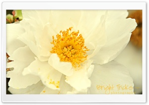 White Peony Flower Close-up Ultra HD Wallpaper for 4K UHD Widescreen desktop, tablet & smartphone