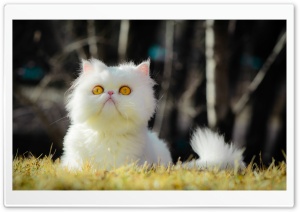 White Persian Cat Ultra HD Wallpaper for 4K UHD Widescreen desktop, tablet & smartphone