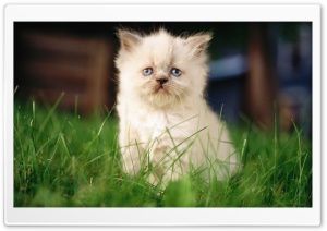 White Persian Kitten Ultra HD Wallpaper for 4K UHD Widescreen desktop, tablet & smartphone