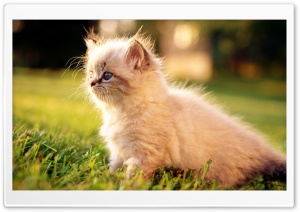 White Persian Kitten Outdoors Ultra HD Wallpaper for 4K UHD Widescreen desktop, tablet & smartphone