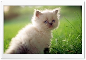 White Persian Kitten With Blue Eyes Ultra HD Wallpaper for 4K UHD Widescreen desktop, tablet & smartphone
