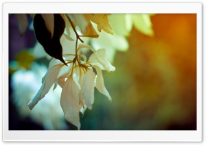 White Petals Ultra HD Wallpaper for 4K UHD Widescreen desktop, tablet & smartphone