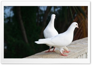 White Pigeons Ultra HD Wallpaper for 4K UHD Widescreen desktop, tablet & smartphone